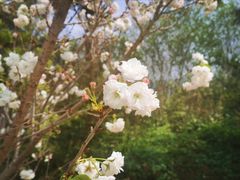 -天适樱花悠乐园