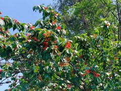 -樱桃山旅游景区