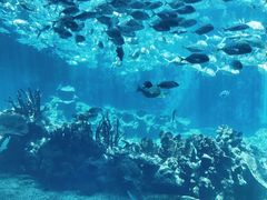 -海棠湾洲际-涛·海底餐厅·美人鱼·自助餐·海底隧道