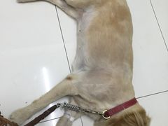 -中农大我爱我爱24h动物医院·中医针灸·猫专科·骨科医疗中心(双井店)
