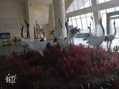 -盐城丹顶鹤湿地生态旅游区