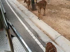 -清迈夜间动物园