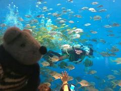 -瑞德姆美人鱼海底演艺主题餐厅(亚龙湾店)