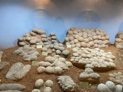 -河南自然博物馆