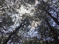 -铁山坪森林公园