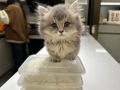 -欣宠猫屋·矮脚拿破仑·蓝金金渐层