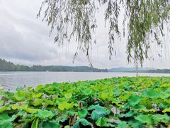 -西湖游船
