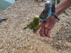 -怪兽屋·羊驼·猫咖·狗咖(俊华广场店)