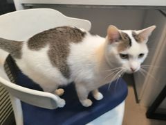 -御宝贝·A梦猫科宠物医院(国际猫友好医院)