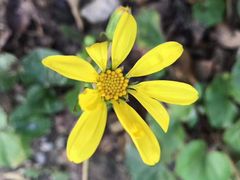 -昆山城市生态森林公园