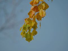 -田园东方蜜桃村的田野营地