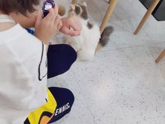 -喵园·猫主题咖啡厅·撸猫·猫咖(国贸店)