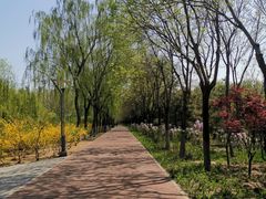 -大兴滨河森林公园