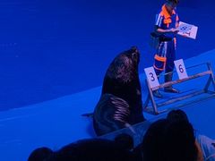 -芜湖新华联大白鲸海洋公园