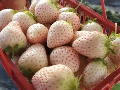 -大自然农场蔬菜草莓采摘园