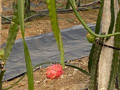 -兰陵国家农业公园