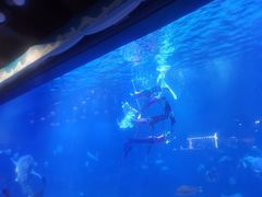 -烟台海昌鲸鲨海洋公园