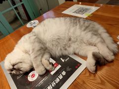 -猫小院猫主题餐厅(三里屯店)