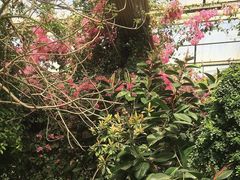 -呀路古热带植物园