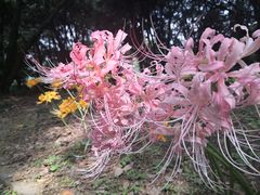 -杭州植物园