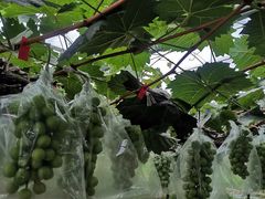 -马陆小张葡萄园农家乐