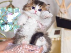 -小猫来了·猫舍(红山六九七九店)