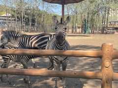 -大连森林动物园