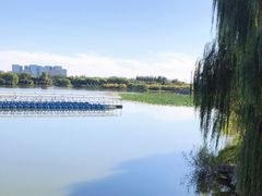 -大兴滨河森林公园