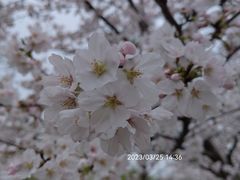 -顾村公园