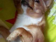 -北纬44度·金珠花海休闲农业旅游景区