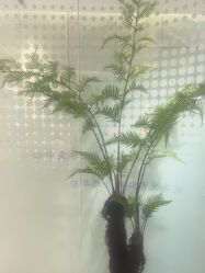 -碧莲盛·脱发养发中心