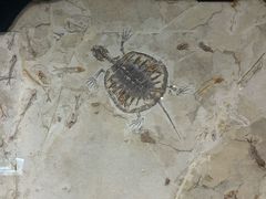 -安徽省地质博物馆