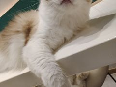 -飞行喵MR PILOT|猫舍·猫咖(静安大融城店)
