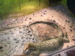 -上海大自然野生昆虫馆(东方明珠·爬宠昆虫探索中心)