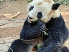 -广州长隆野生动物世界
