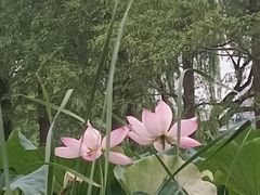 -金银湖国家城市湿地公园