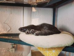 -喵屿·大理花园猫咖