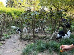 -西安乐游原