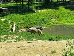 -沈阳森林动物园
