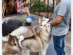 -TrueLove @ Neverland (Husky Cafe)