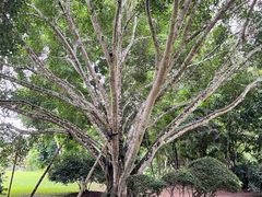 -中国科学院西双版纳热带植物园