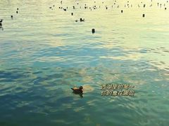 -西湖外事游船(湖滨二公园外事游船码头)