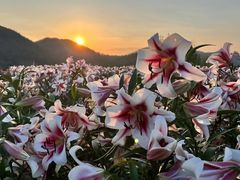 -径山花海