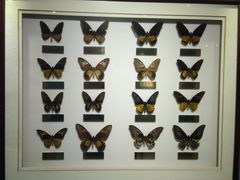 -上海昆虫博物馆