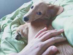 -翊宠yipet猫狗购宠庄园犬舍•猫舍