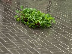 -交大兴庆校区室内游泳馆