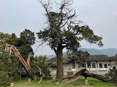-司徒庙