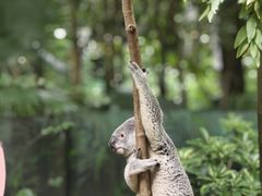 -广州长隆野生动物世界