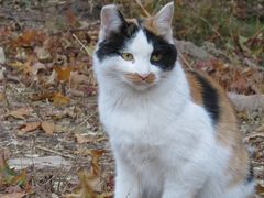 -北京西山国家森林公园