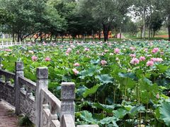 -东升八家郊野公园